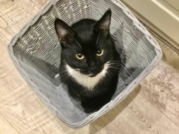 black and white cat, Eric, sitting in a laundry basket