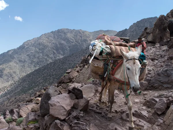 A lady stands in front of three camels in the Sahara Desert as she participates in a trek to raise funds for SPANA.