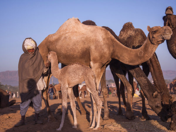 Man surrounded with camels petting a foal