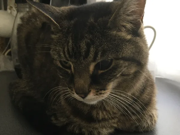 A cat sitting peacefully