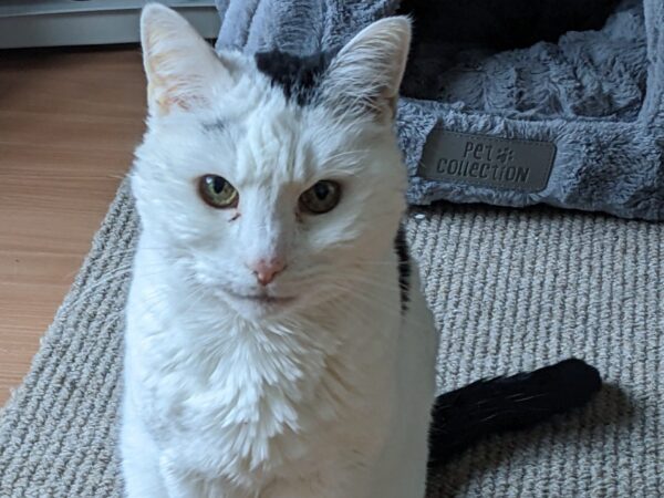 Mindy, a beautiful white and black cat, is remembered on SPANA's pet memorial wall.