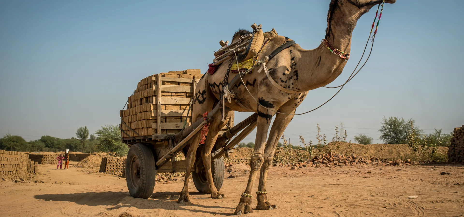 Camel pulling a large cart full of wooden logs