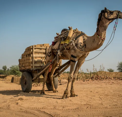 Camel pulling a large cart full of wooden logs