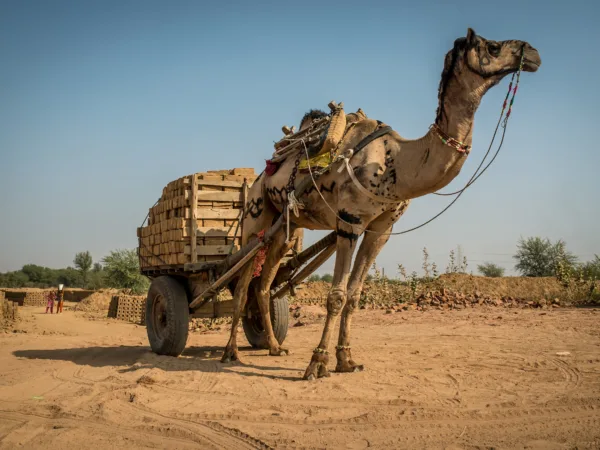 Camel pulling a large cart full of wooden logs