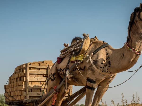 Camel pulling a large cart full of wooden logs