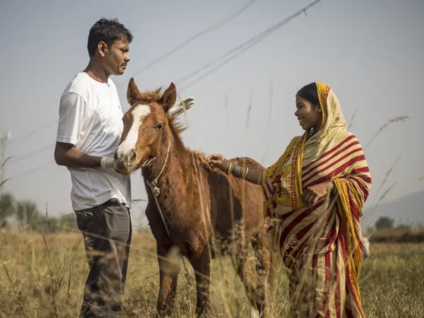 brown horse standing in a field with a woman on its right and a man on its left.