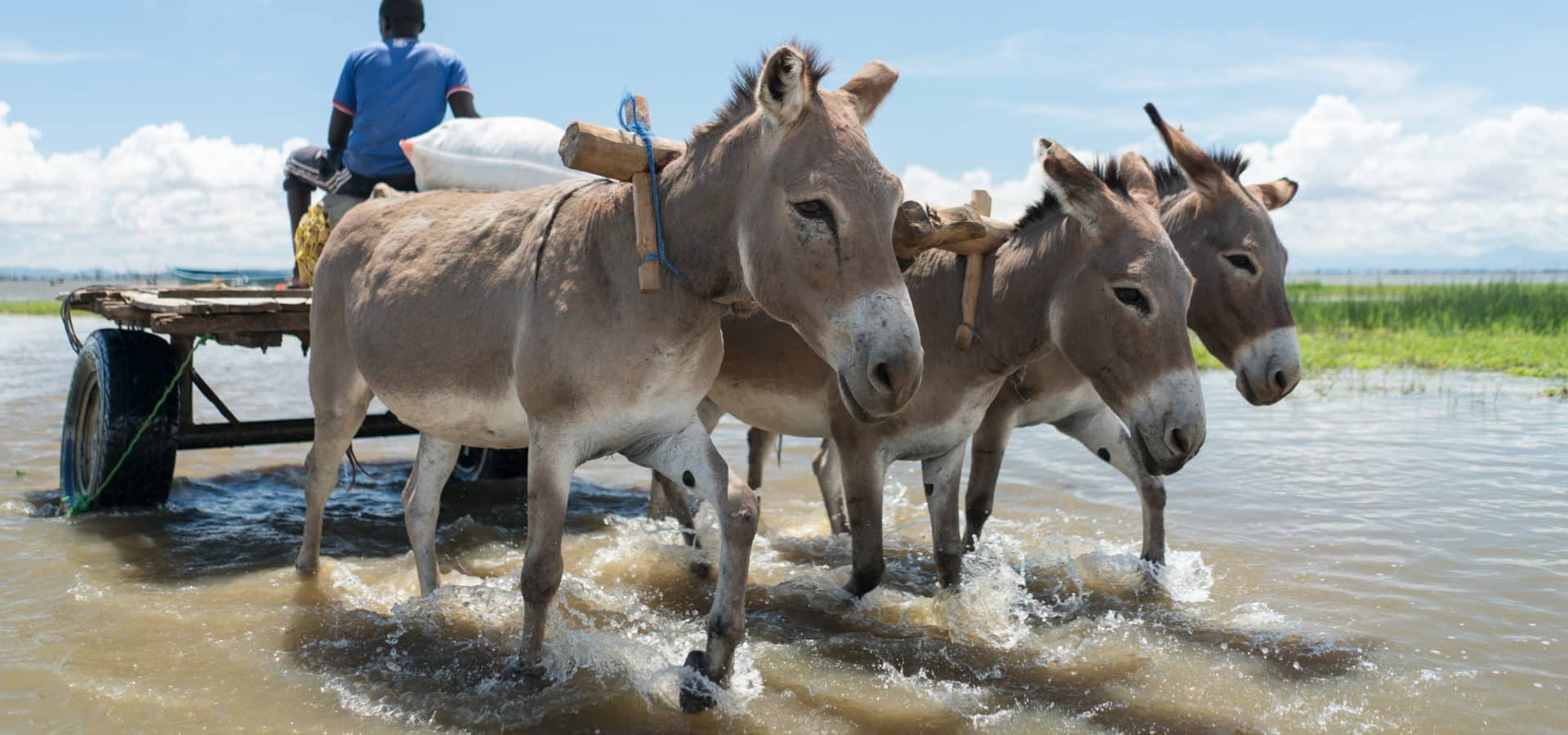 Three donkeys pulling a cart through shallow water with a man wearing a blue tshirt sitting on the cart