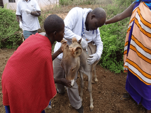 A SPANA vet injecting a brown donkey while a boy is holding the donkeys nose and another vet is in the background
