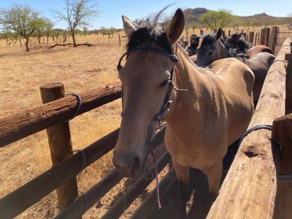 Horses in Namibia lining up between two wooden fences