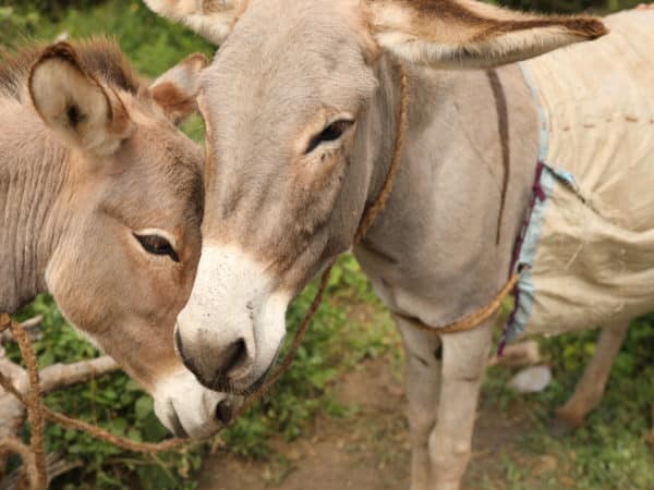 Two light brown working donkey's faces