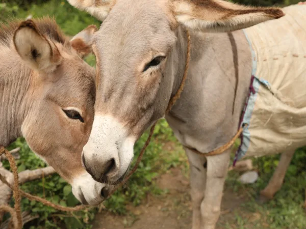 Two light brown working donkey's faces