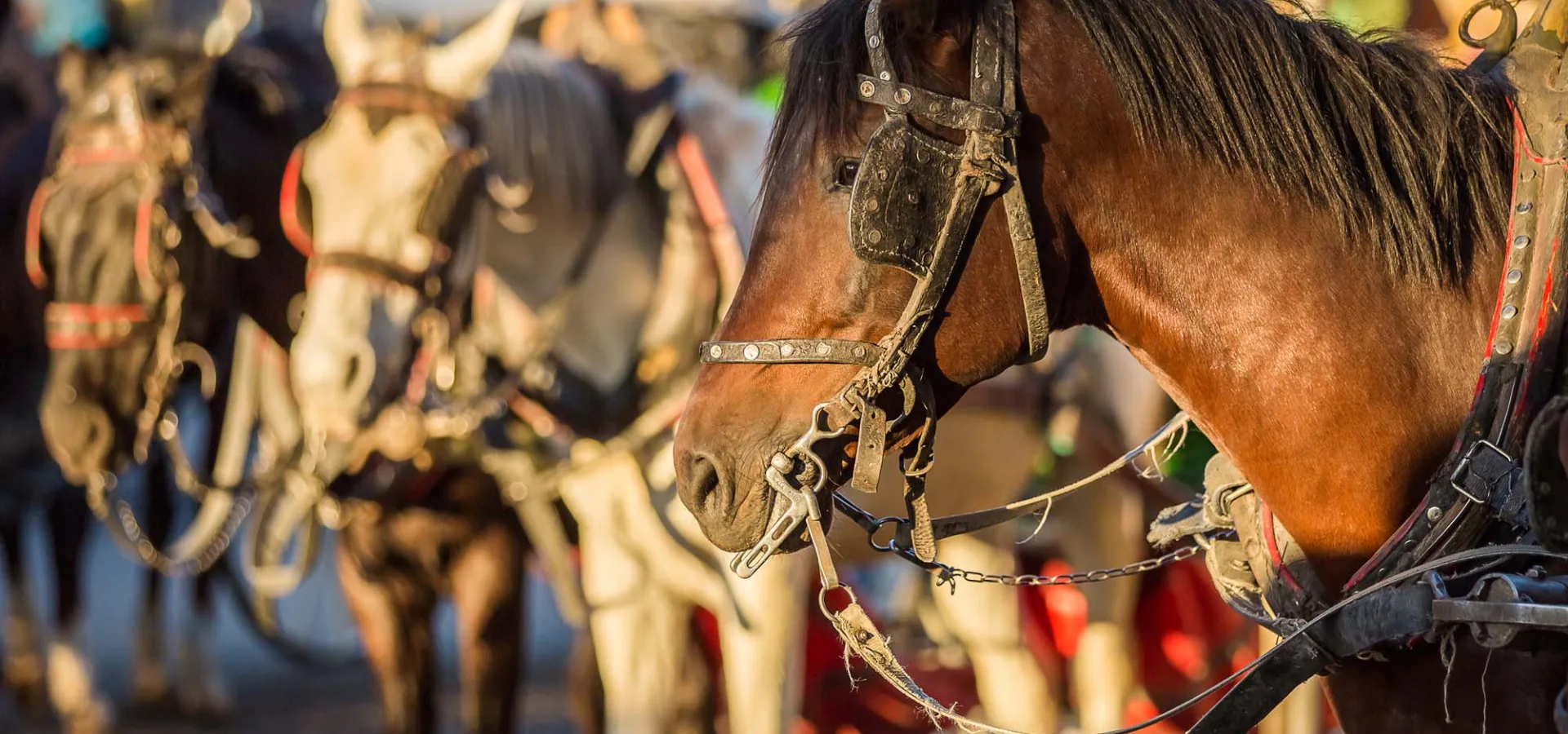 Brown carriage horse