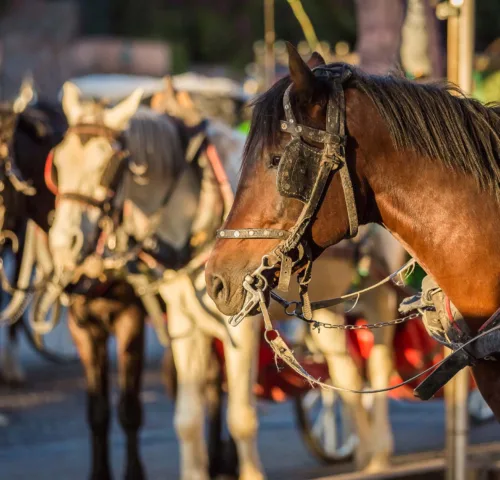 Brown carriage horse