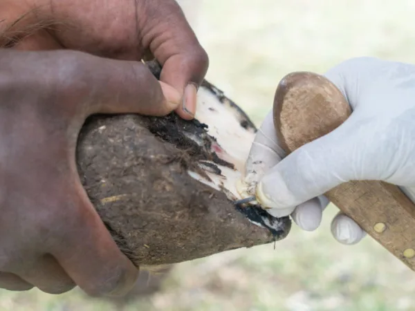 vets cleaning a horse's hoof