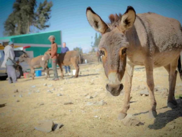 donkey looking into the camera