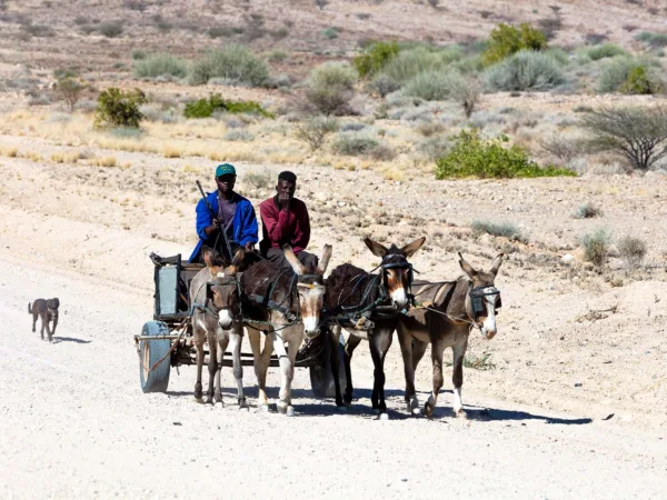 Donkey pulling cart with two men