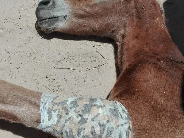 foal after treatment