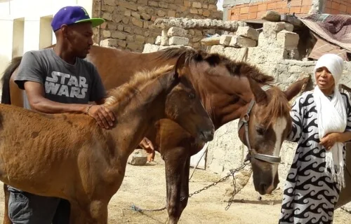 horse with owner