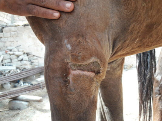 close up of foal's wound
