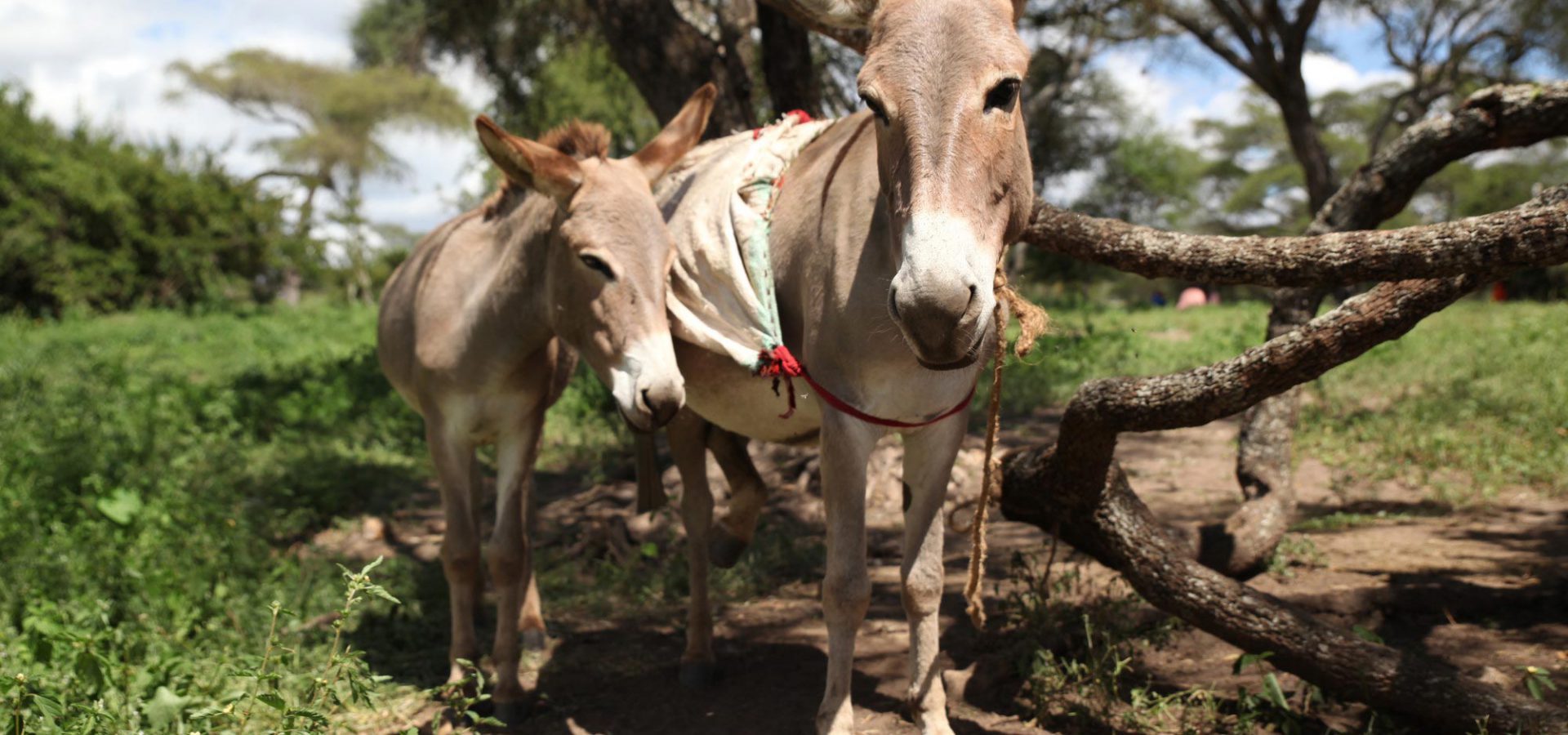 Donkeys in Tanzania forest