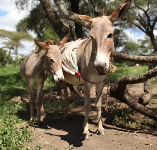 Donkeys in Tanzania forest