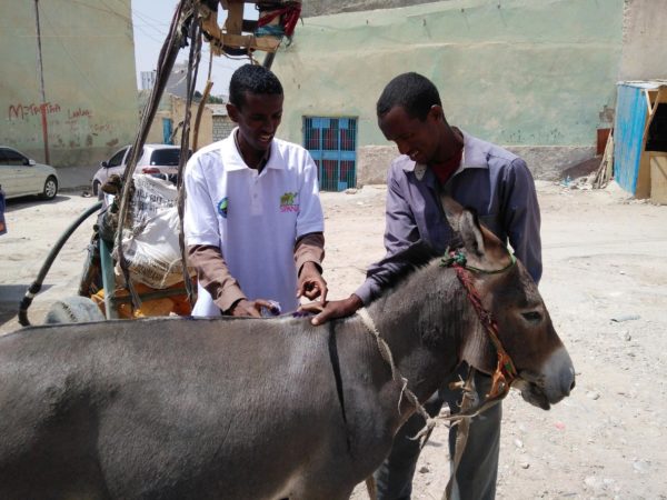Vets treating donkeys in Somaliland