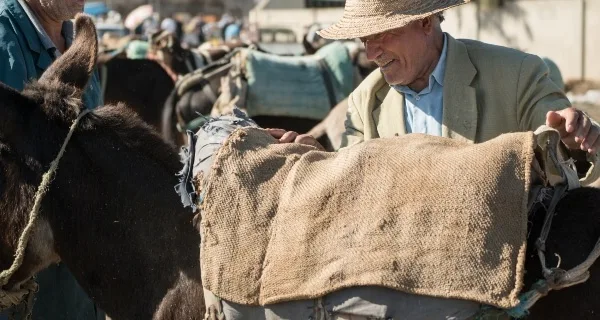 a donkey with his owner