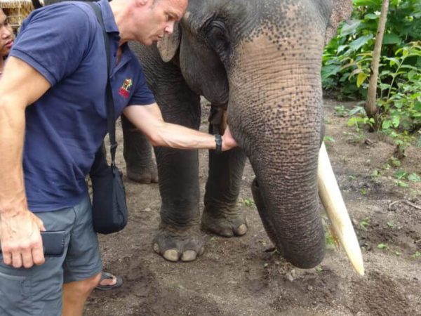 elephant with one tusk and a vet