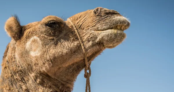 a camel again a blue sky