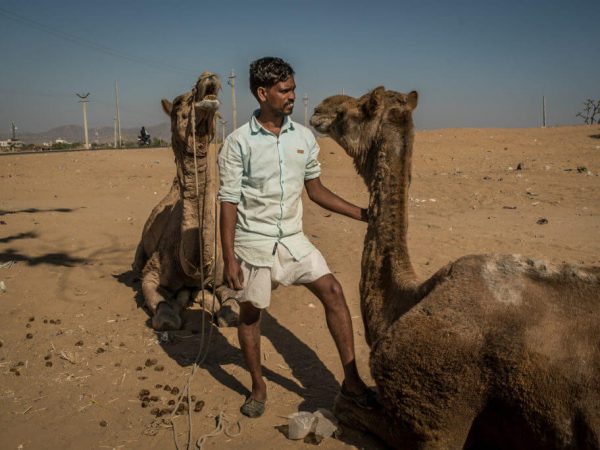 two camels and a man