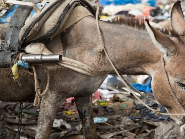 donkey working on a rubbish dump
