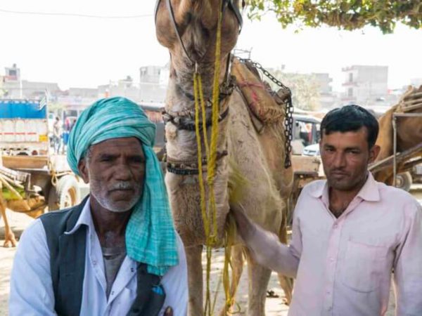 camel with owner