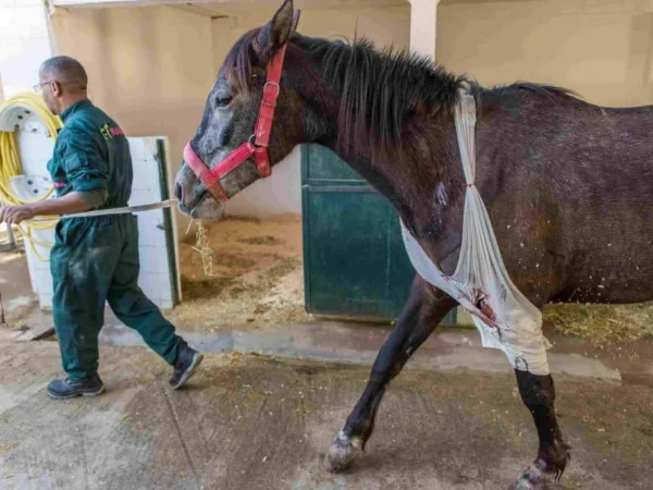 horse being led from a stable