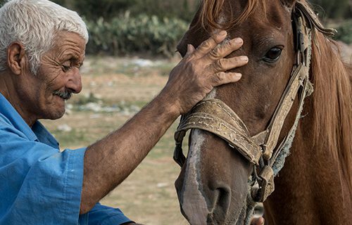 horse with elderly owner