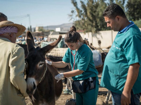 vet examining a donkey