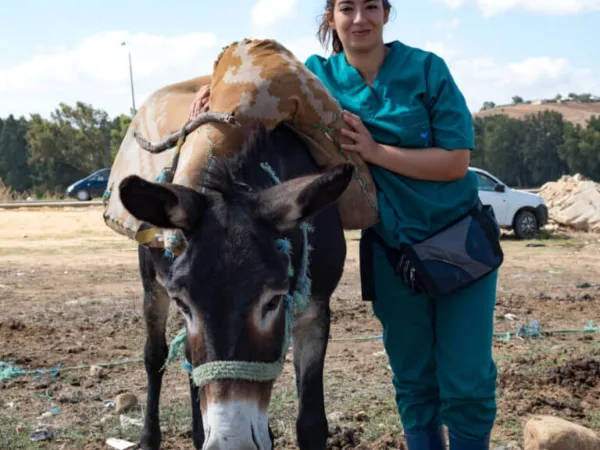 vet with donkey
