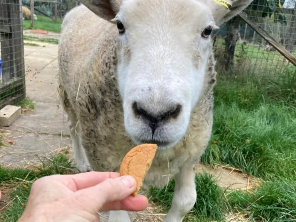 Gaston the sheep eats a biscuit