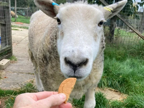 Gaston the sheep eats a biscuit