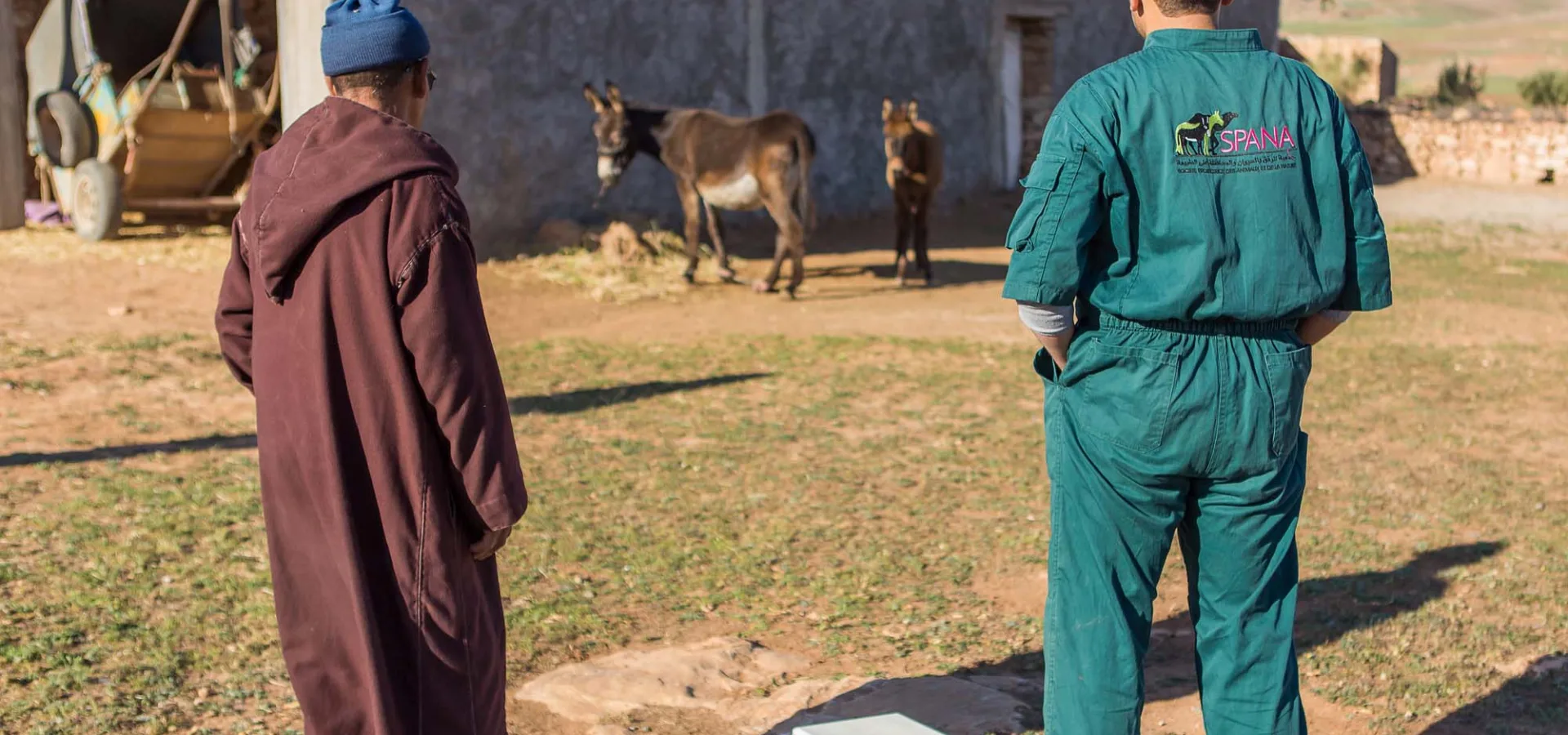 SPANA vet and man looking at donkeys