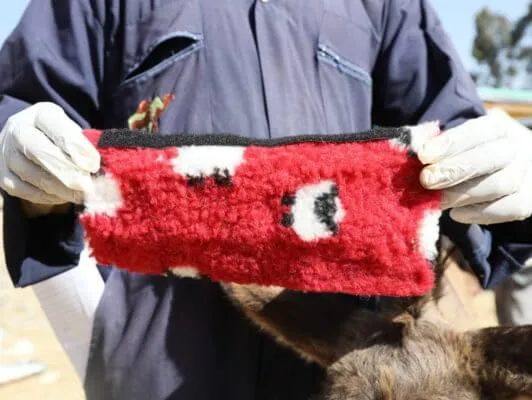 vet holding a bandage