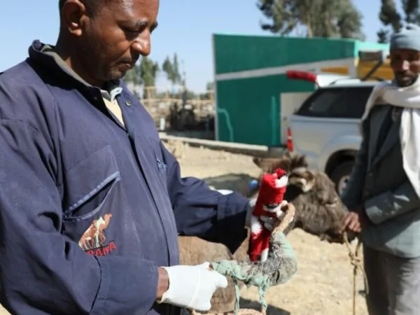 vet treating a donkey