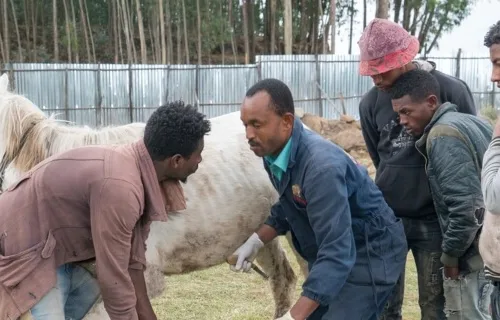 vets treating a horse