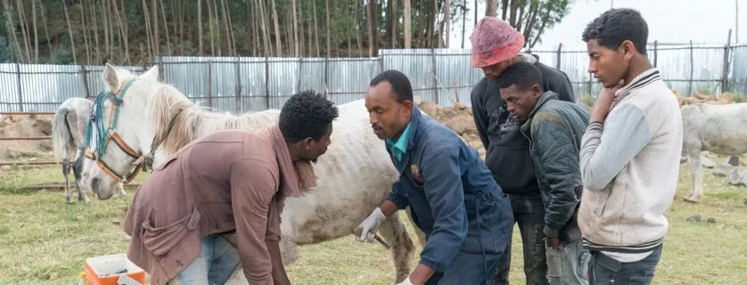 vets treating a horse