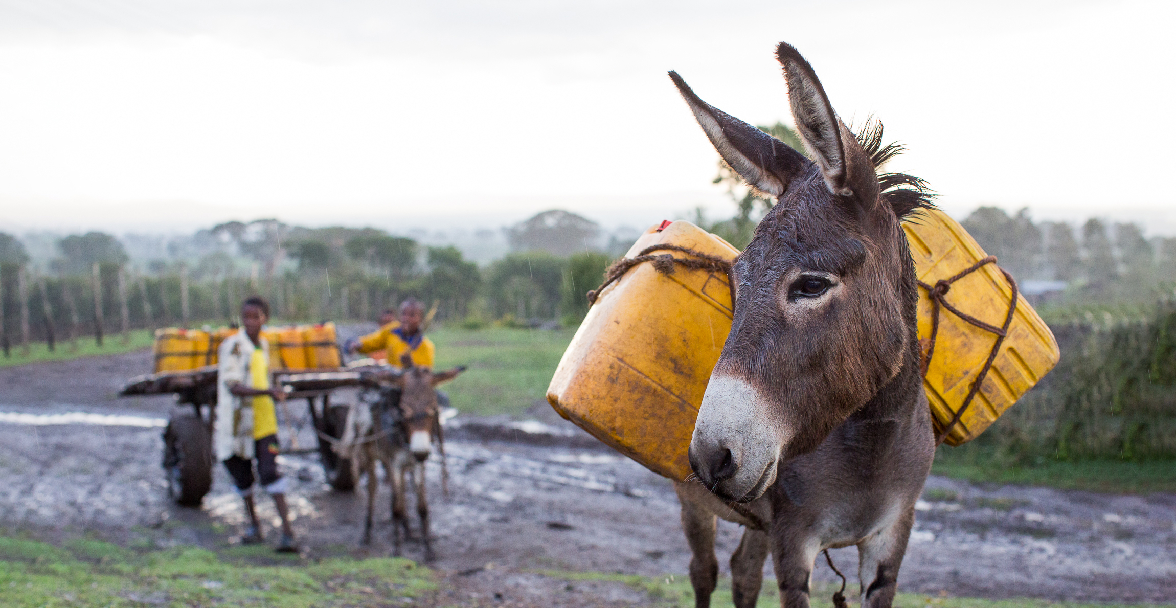 SPANA | The Charity For The Working Animals Of The World