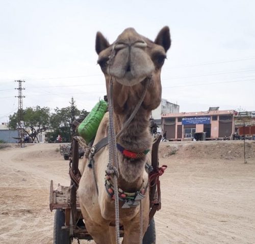 Camel facing camera
