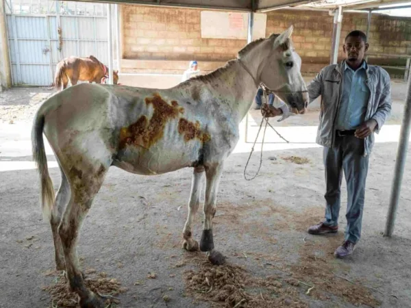 man with gorse suffering from EZL