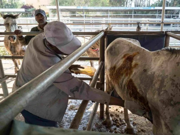 horse being treated for EZL