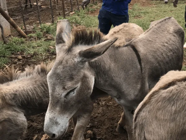 Brown donkey standing with eyes closed and head down