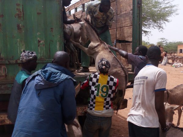 Donkey being pushed onto the back of a truck by poachers