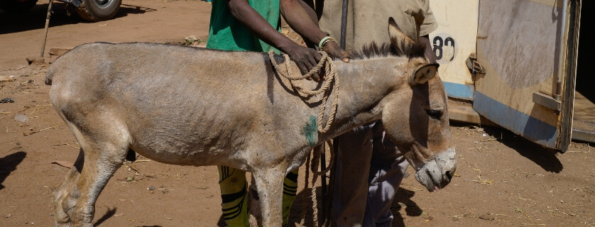 a donkey getting treatment in Mali